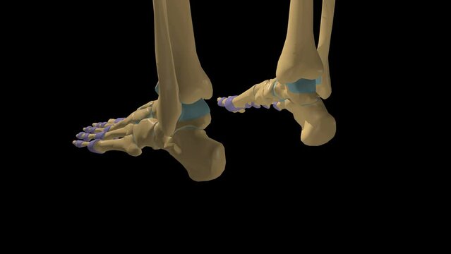 Human skeleton synovial joint anatomy with articulate capsule 3D