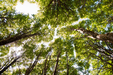 Seein the trees of the forest