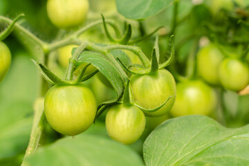 Unripe plum Green heirloom tomatoes ripening on vine bush growing in greenhouse. Organic Gardening farm, copy space.Horticulture, Vegetable harvest. eco friendly farming in countryside village.