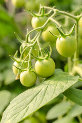 Unripe plum Green heirloom tomatoes ripening on vine bush growing in greenhouse. Organic Gardening farm, copy space.Horticulture, Vegetable harvest. eco friendly farming in countryside village.