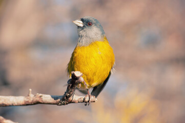 Bird called cometocino