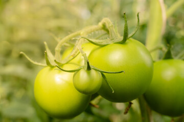 Unripe plum Green heirloom tomatoes ripening on vine bush growing in greenhouse. Organic Gardening farm, copy space.Horticulture, Vegetable harvest. eco friendly farming in countryside village.