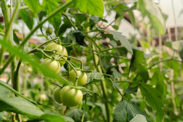 Unripe plum Green heirloom tomatoes ripening on vine bush growing in greenhouse. Organic Gardening farm, copy space.Horticulture, Vegetable harvest. eco friendly farming in countryside village.