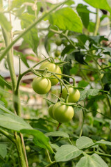 Unripe plum Green heirloom tomatoes ripening on vine bush growing in greenhouse. Organic Gardening farm, copy space.Horticulture, Vegetable harvest. eco friendly farming in countryside village.