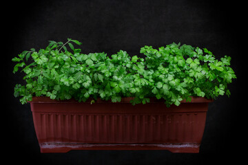 Growing parsley in a plant box on a dark background