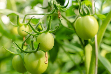 Unripe plum Green heirloom tomatoes ripening on vine bush growing in greenhouse. Organic Gardening farm, copy space.Horticulture, Vegetable harvest. eco friendly farming in countryside village.