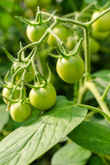 Unripe plum Green heirloom tomatoes ripening on vine bush growing in greenhouse. Organic Gardening farm, copy space.Horticulture, Vegetable harvest. eco friendly farming in countryside village.