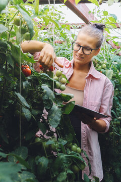 Millennial agronomist Woman farmer quality inspector holding tablet collecting data in greenhouse checking quality of cherry tomatoes. Smart farming, modern agriculture. Local ​​organic food Business.