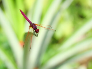 Crimson Marsh Glider dragonfly or Trithemis aurora on pineapple leaf, Beautiful pink dragonfly with red eye, Predator insect on with natural green background