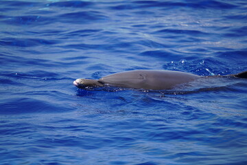 Obraz premium 元気なイルカ達