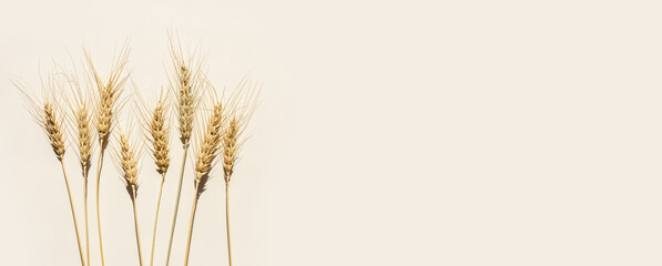 Flat lay with dry ears of wheat with awns as beige wide banner with empty space. Top view ears of cereal crops,  wheat grain crop, harvest concept, minimal design, cereals plant with shadow
