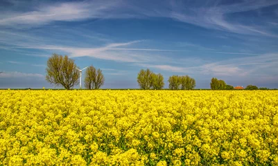 Abwaschbare Fototapete Gelb Rapsblüte in Ostfriesland