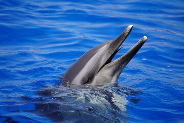 Fototapeta premium 元気なイルカ達