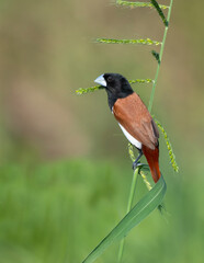 Tricoloured munia Bird HD photo