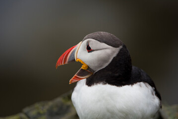 Papageientaucher, puffin,  lundi