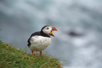 Papgeientaucher, puffin, lundi