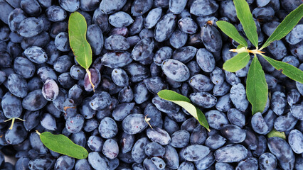 Fresh blue honeysuckle, also known as Honey berry, a background of blue berries with green leaves. Fashionable tinting.