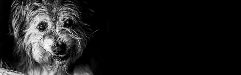 Old shaggy and blind dog. Banner with place for text and black background. The concept of treatment...