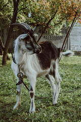 Fototapeta premium Little goat with horns is standing near the old house in village