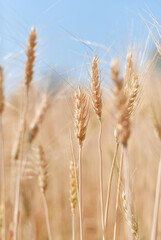 Obraz premium golden wheat field
