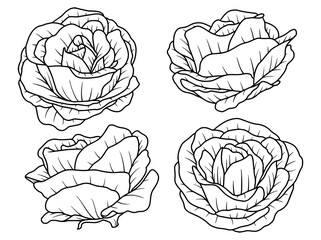 Hand drawn Rose flower sketch line art illustration set