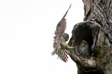 Mama Barred Owl Flying In