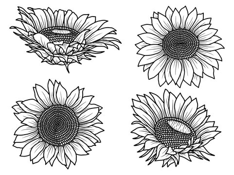 Hand drawn Sunflower sketch line art illustration