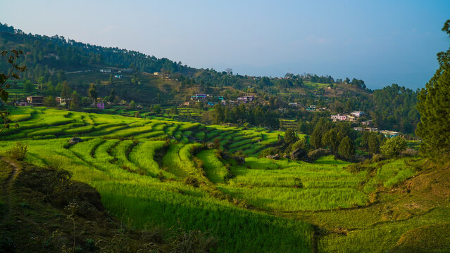 agricultural fields in the countryside of Kausani, Almora, mountain hills valley in Uttarakhand, Ranikhet. Nature Panoroma landscape background.