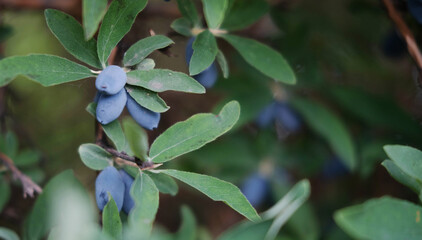 Close up of ripe and juicy honeysuckle berries on the branch, summer background . Ripe berries of the edible honeysuckle Lonicera on a branch on a background of green leaves.