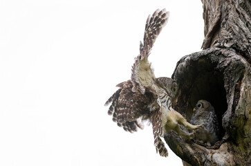 Mama Barred Owl Approaching