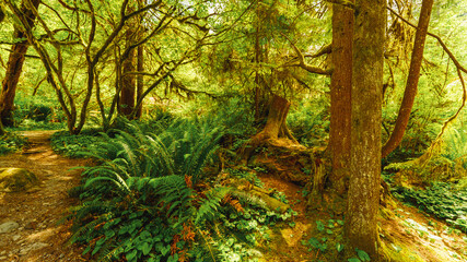 Ferns against exposed tree roots in forest setting on a hiking trail near Capilano fish hatchery, North Vancouver, BC. © Andrew