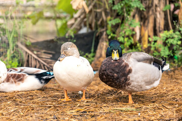Sleeping standing of a snowy color female duck and a green headed male standing on one leg on the wet straw in the backyard in the rainy season.