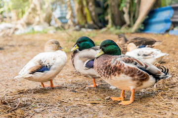 Group call duck or mini mallard a pet in the backyard on the wet straw in the rainy season.