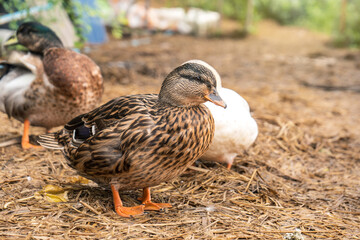 female call duck or mini mallard a pet in the backyard on the wet straw in the rainy season.