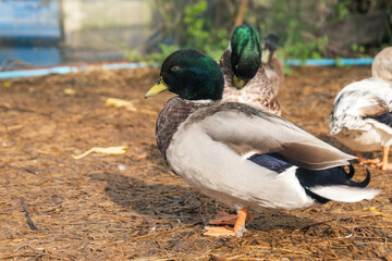male green-headed duck. call duck or mini mallard a pet in the backyard on the wet straw in the rainy season.