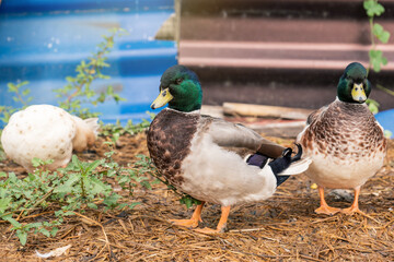 male green-headed duck. call duck or mini mallard a pet in the backyard on the wet straw in the rainy season.