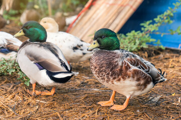 male green-headed duck. snowy color call duck a pet in the backyard on the wet straw in the rainy...