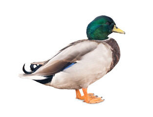 male green-headed call duck or mini mallard isolated on white background.