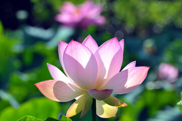 Fototapeta premium Blossoming lotus flowers