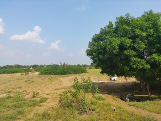 landscape with a tree