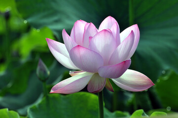 Fototapeta premium Blossoming lotus flowers