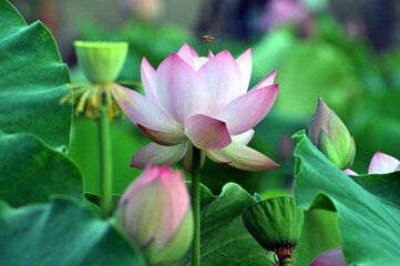Blossoming lotus flowers
