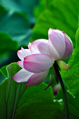 Obraz premium Blossoming lotus flowers