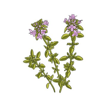 Thyme clip art preview