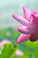 Fototapeta premium Blossoming lotus flowers