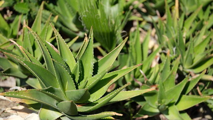 Fresh aloe vera leaf in farm garden closeup