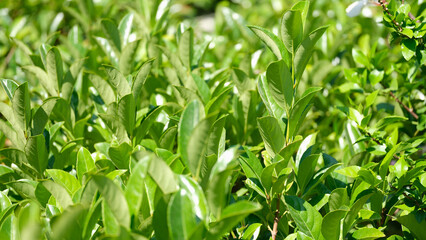 Obraz premium Closeup fresh tea leaves in morning sunlight