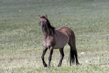 Silver Gray Wild Horse stallion in the Central Rocky Mountains of the United States