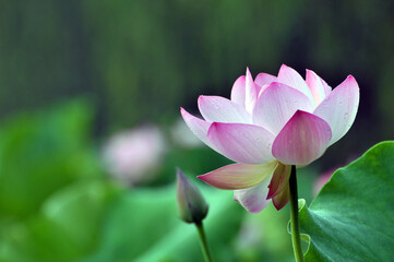 Blossoming lotus flowers