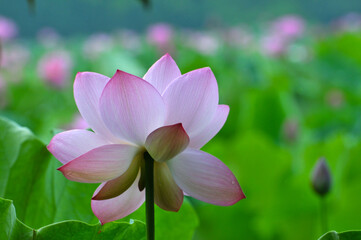 Blossoming lotus flowers